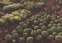 
Seeds of Change research gardens in Corvallis, Oregon, planted by family, show plant origins and relationships.
